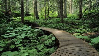 Forest Trail, Mount Revelstoke, British Columbia screenshot