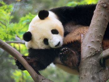 Giant Panda In A Tree screenshot