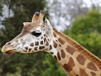 Giraffe - Melbourne Zoo screenshot