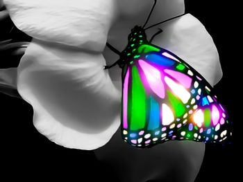 Glowing Butterfly screenshot