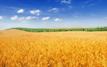 Golden Wheat Field 4K screenshot