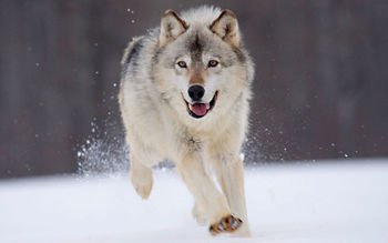 Gray Wolf Minnesota screenshot