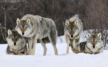 Gray Wolves Norway screenshot