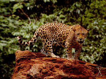 Great Jaguar screenshot