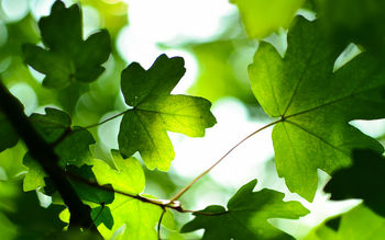 Green Leaves 4K screenshot