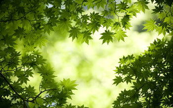 Green Maple Leaves screenshot