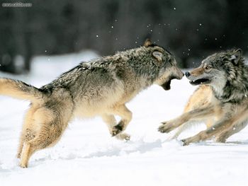 Grey Wolves Northern Alaska screenshot