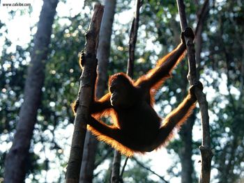 Hang Time Bornean Orangutan screenshot