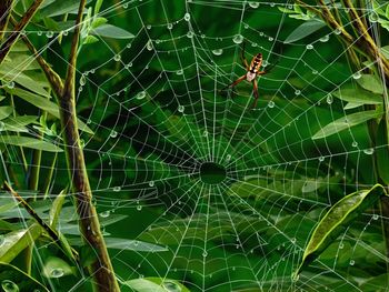 Hires Spider And Its Web screenshot