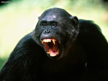 His Opinion Chimpanzee screenshot