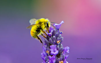 Honey Bee Lavendar Nectar screenshot