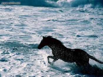 Horse Beach Runner California Coast screenshot