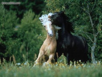 Horse Horse Play screenshot