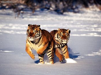 Hot Pursuit Siberian Tigers screenshot