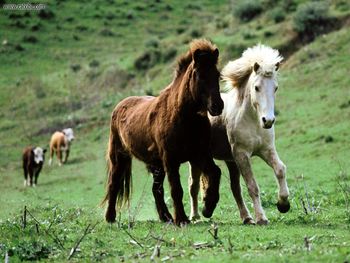 Icelandic Horses screenshot
