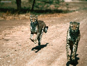 In Pursuit Cheetahs screenshot