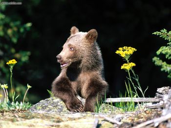 Its A Hard Life Grizzly Bear Cub screenshot