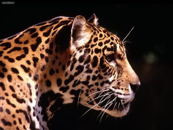 Jaguar South America screenshot