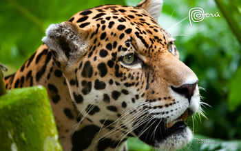 Jaguar The Big Cat screenshot