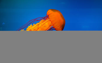 Jellyfish HD screenshot