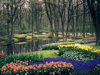 Keukenhof Gardens Lisse, The Netherlands screenshot