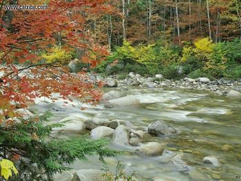 Landscape Autumninthe Forest Near River screenshot