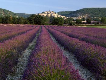 Lavender At Banon, Provence, France screenshot
