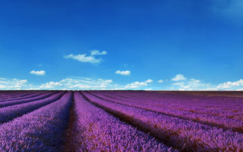 Lavender Fields screenshot