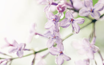 Lilac Flowers screenshot
