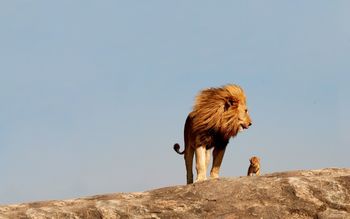 Lion With Cub screenshot