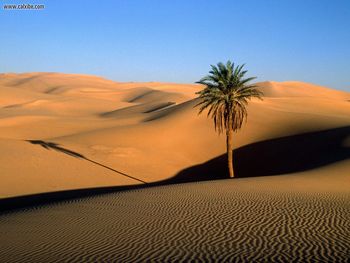 Lone Palm Sahara Desert screenshot