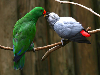Love Parrots screenshot