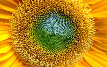 Lovely Sunflowers Widescreen screenshot