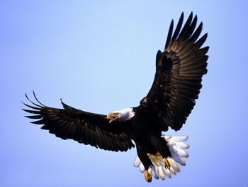 Magnificent Wings, Bald Eagle screenshot