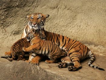 Malayan Tigers, Cincinnatti Zoo, Ohio screenshot