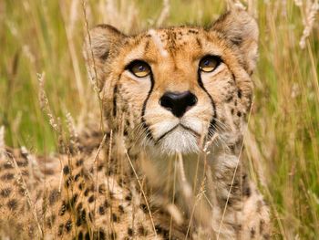 Male Cheetah, Wildlife Heritage Foundation, United Kingdom screenshot