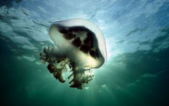 Mauve Stinger Jellyfish Australia screenshot