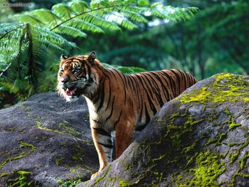 Mighty One Sumatran Tigar screenshot