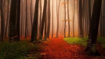 Misty Autumn Forest screenshot