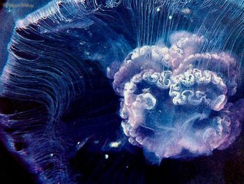 Moon Jellyfish screenshot
