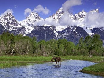 Moose Wading In A River, Grand Teton National Park, Wyoming screenshot