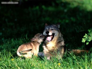 Mothers Love Wolf With Cub screenshot