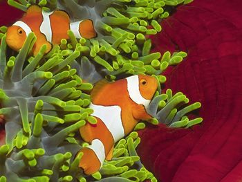 Pair Of Clownfish, Solomon Islands screenshot
