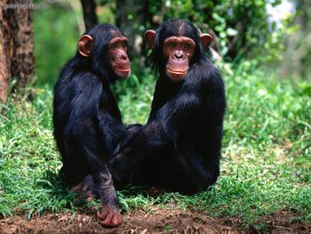 Pair Of Troublemakers Chimpanzees screenshot