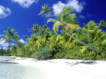 Palm Beach Solomon Islands screenshot