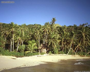 Palm Tree Beach And Hut screenshot