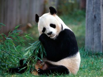 Panda Snack Time screenshot