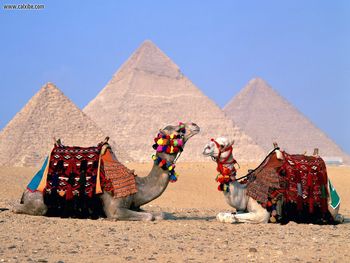 Parking Lot Camels Giza Egypt screenshot