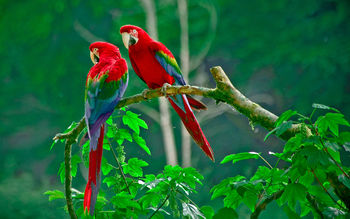 Parrots Paradise screenshot