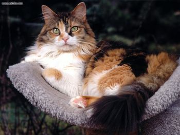 Patches Maine Coon Mix screenshot